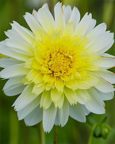 DAHLIA PASO DOBLE 10 kusov